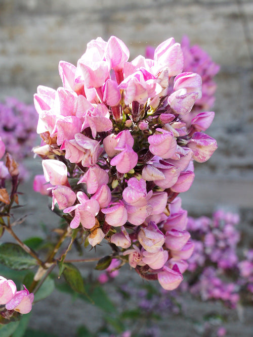 Phlox Butonik Bare Roots, UK Delivery in Spring