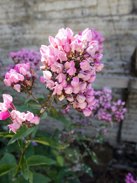 Phlox Butonik