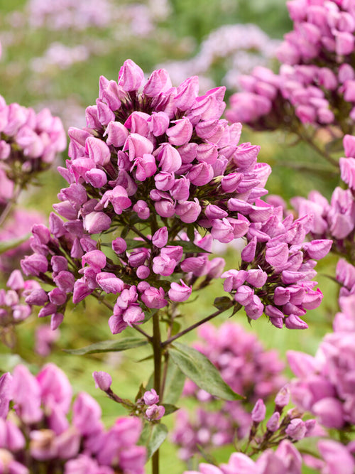 Phlox Butonik, Bare Root Phlox 