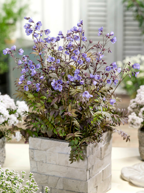 Buy Polemonium Heaven Scent (Jacob's Ladder) Bare Roots