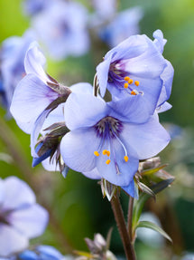 Polemonium Heaven Scent (Jacob's Ladder)