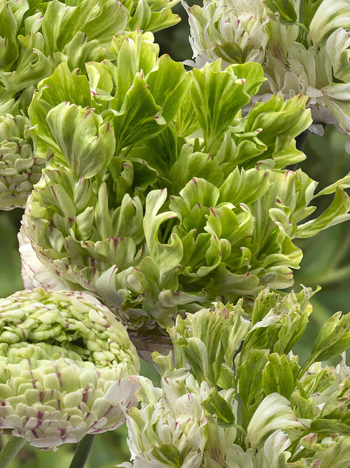 Ranunculus Crown Giverny