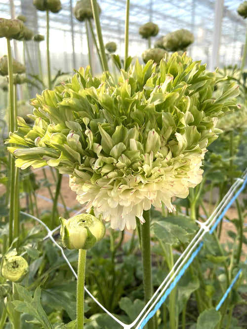 Ranunculus Crown Giverny corms