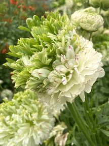 Ranunculus Crown Giverny