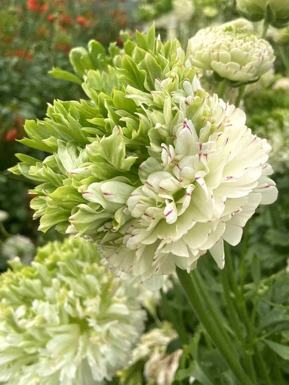 Ranunculus Crown Giverny