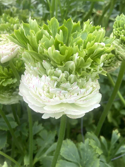 Buy Ranunculus Crown Giverny corms