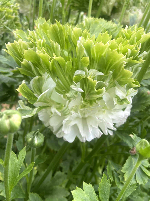 Ranunculus Crown Giverny