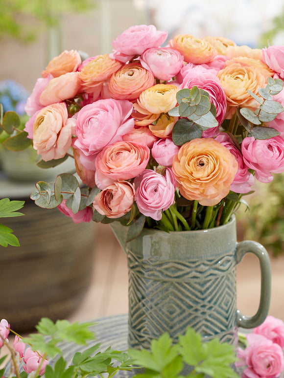 Ranunculus Pauline Pastel - Ranunculus Corms