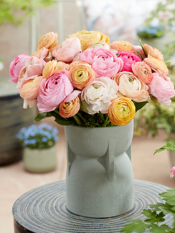 Buy Ranunculus Bulbs Pauline Pastel