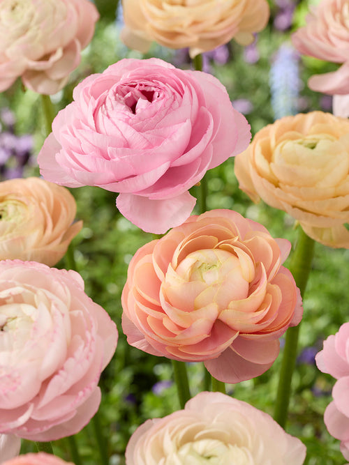 Ranunculus Pauline Pastel