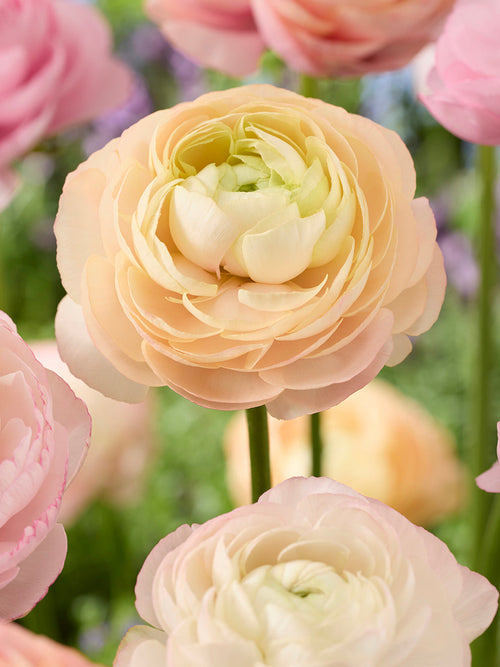 Purchase Ranunculus Pauline Pastel