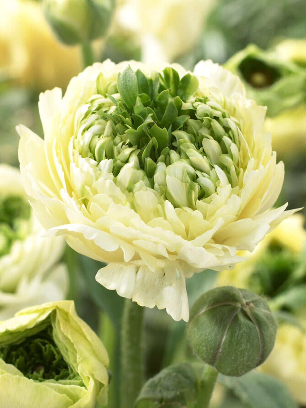 Ranunculus Reinette Cream | Corms for Autumn Planting | DutchGrown™ UK