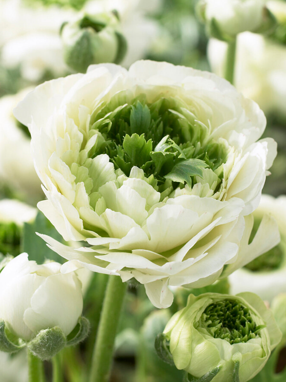 Ranunculus Reinette Cream 