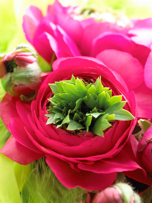 Buy Ranunculus Bulbs/Corms 'Reinette Pink' | DutchGrown™ UK