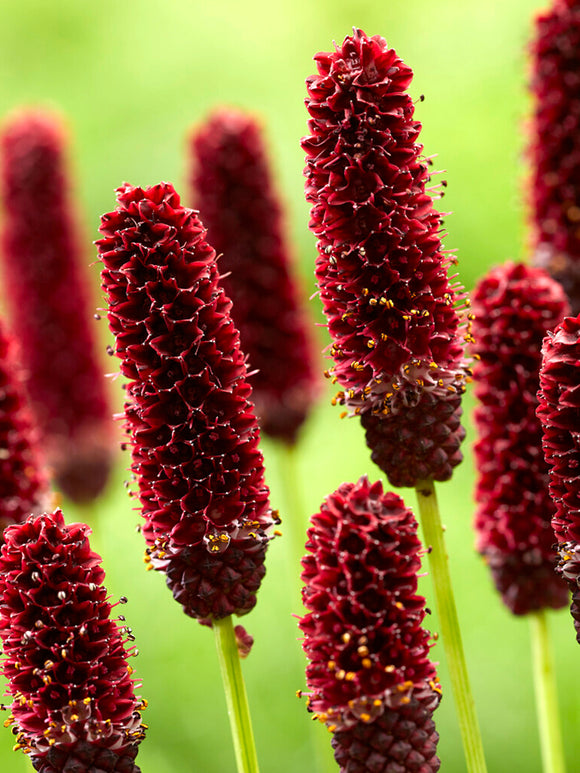 Sanguisorba Big Dream (Great Burnet)