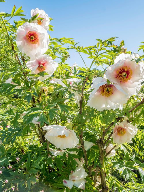 Buy Peony Helene Martin bare roots