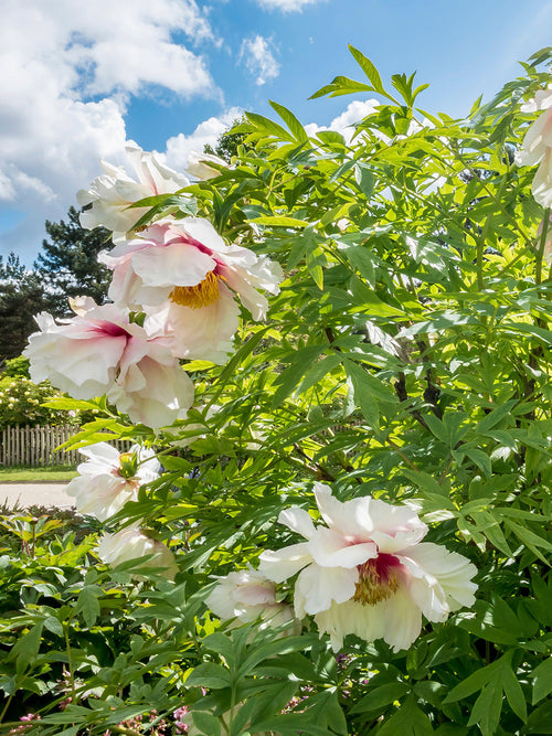 Peony Roots 'Helene Martin' | DutchGrown™ UK