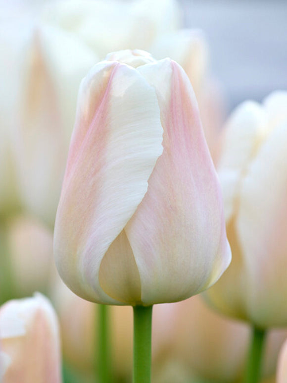 Buy Tulip Apricot Pride flower bulbs for UK Shipping