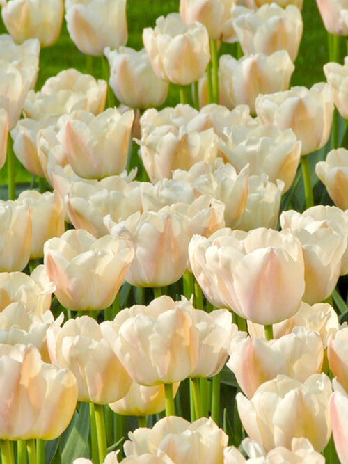 Buy Tulip Apricot Pride flower bulbs for UK Shipping