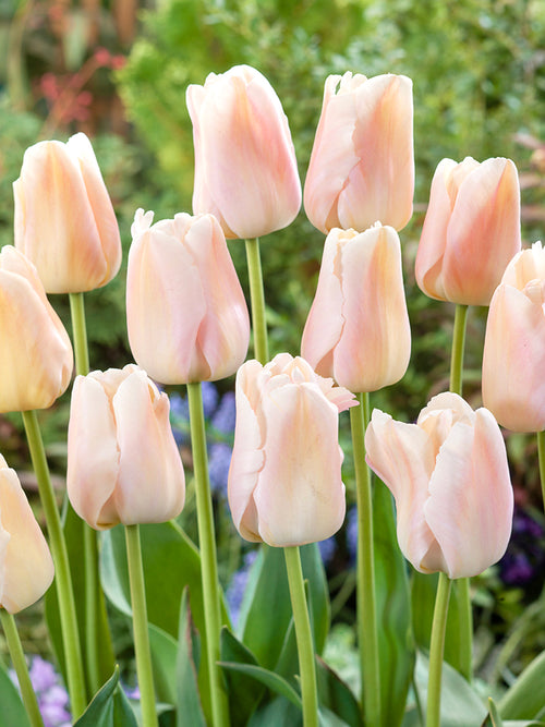 Buy Tulip Apricot Pride flower bulbs for UK Shipping