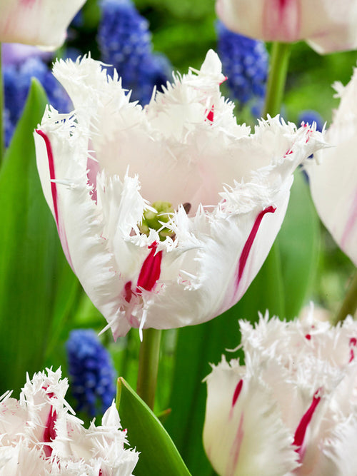 Buy Tulip Coldplay Bulbs