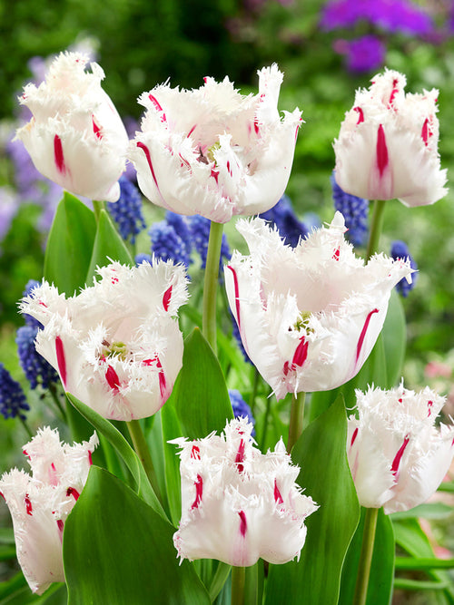 Fringed Tulip Coldplay, buy bulbs for autumn 