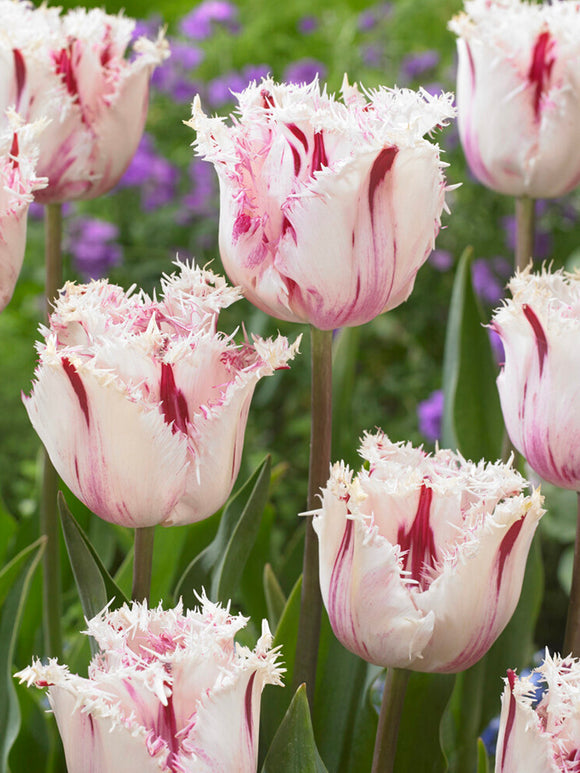 Buy Tulip Coldplay Bulbs