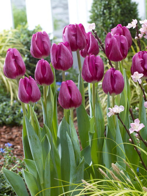 Buy Tulip Imperial Garden Bulbs, Purple Darwin Hybrid Tulip Bulbs