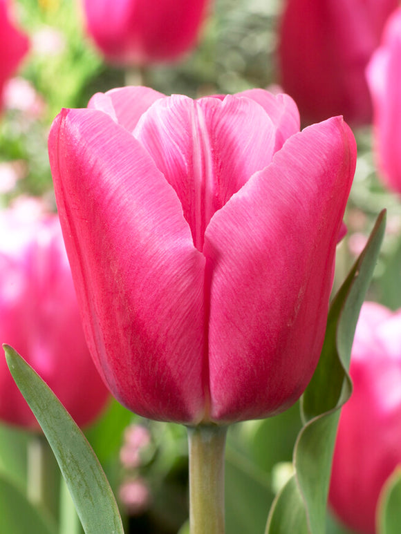 Tulip Jumbo Pink