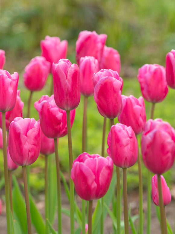 Tulip Bulbs 'Jumbo Pink' | Giant Pink Tulips | DutchGrown™ UK