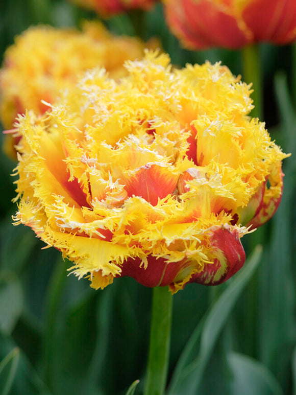 Buy Tulip Kensington flower bulbs, yellow/orange fringed tulip