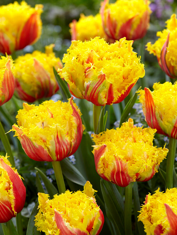 Buy Tulip Kensington bulbs