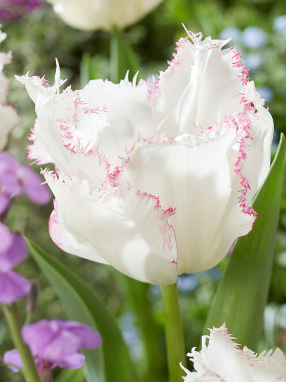 Buy Tulip Lady Smile bulbs