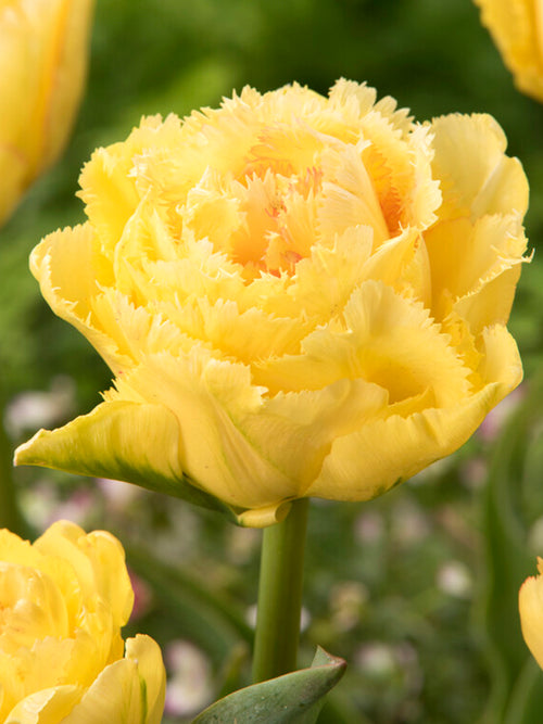 Buy Tulip Lemon Shoot Bulbs