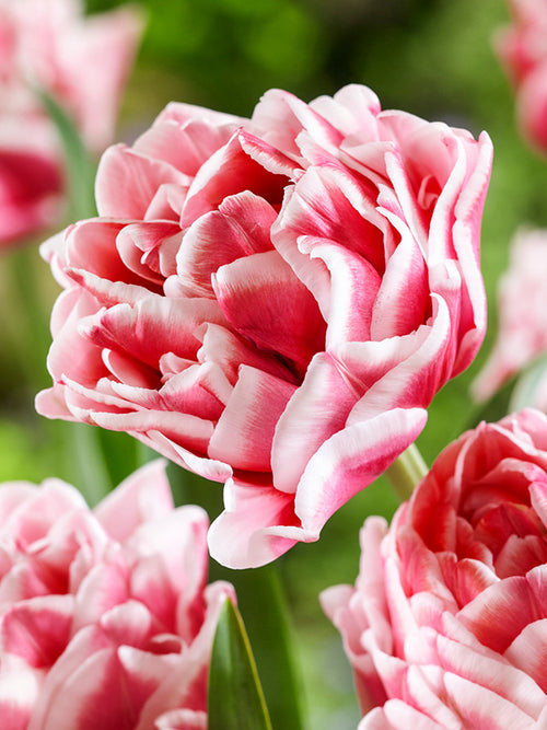 Tulip Lets Dance Flower Bulbs for UK Shipping