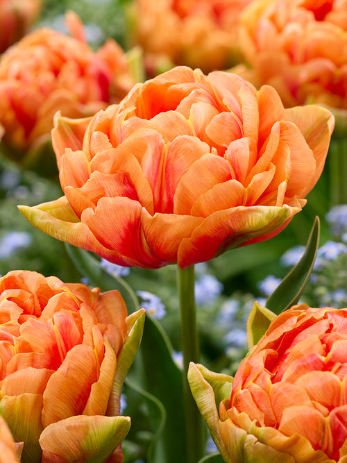 Tulip Orange Flavour