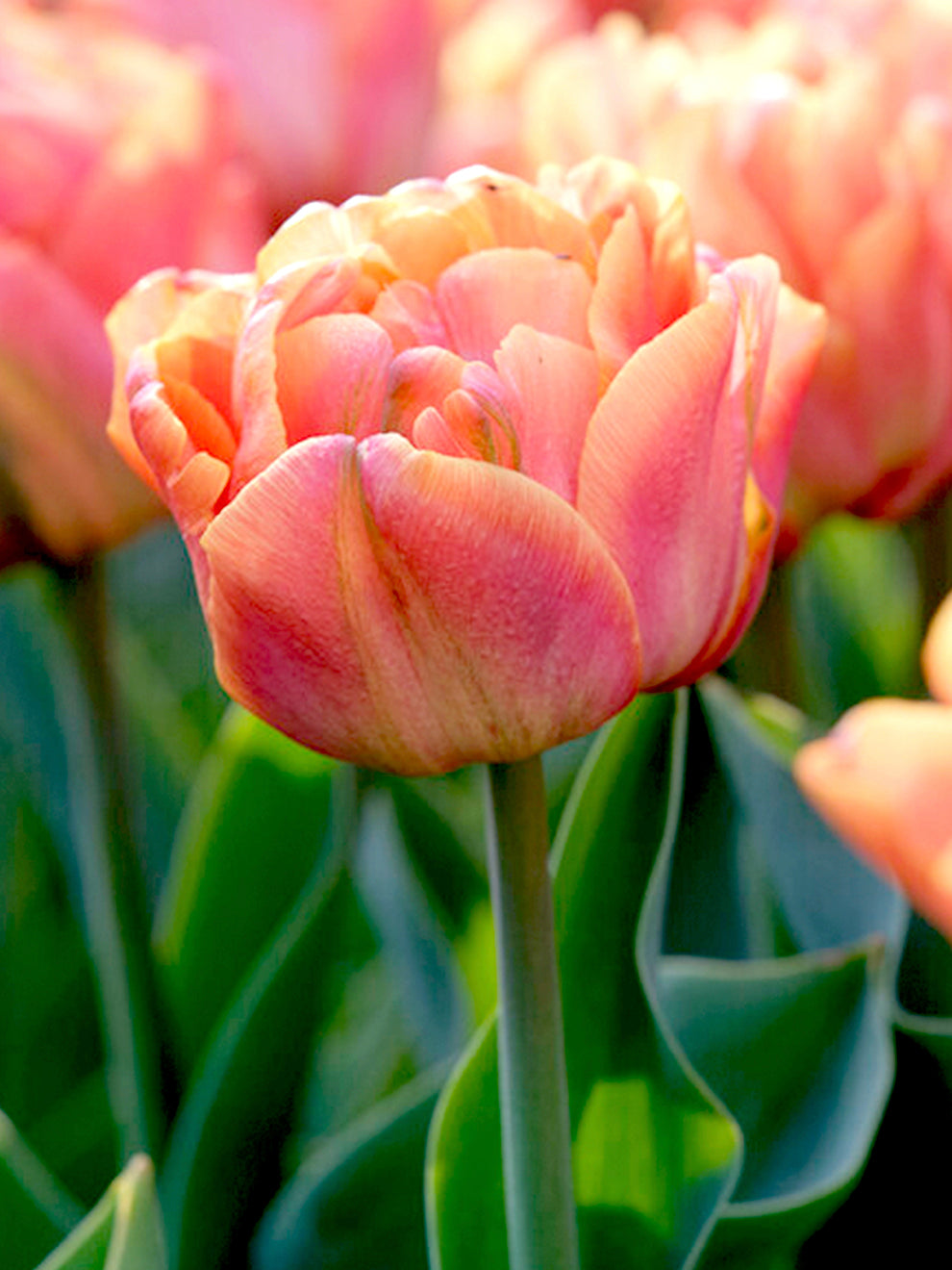 Tulip Orange Flavour | Tulip Bulbs from Holland | DutchGrown™ UK