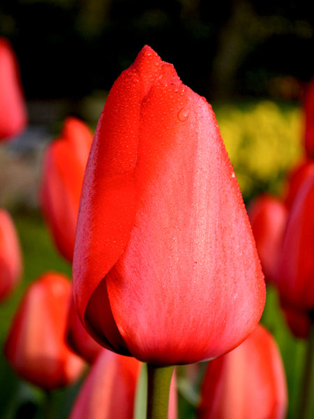 Red Tulip For Sale