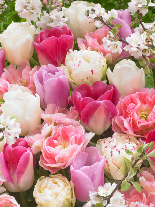 Tulip Spring Romance Collection