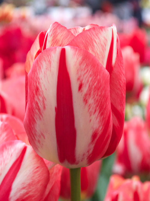 Tulip Spryng Rembrandt