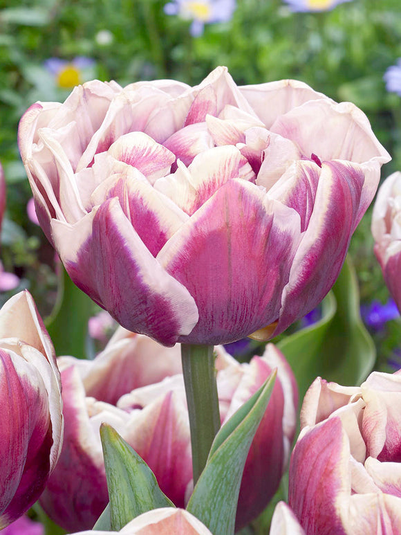 Tulip Wyndham