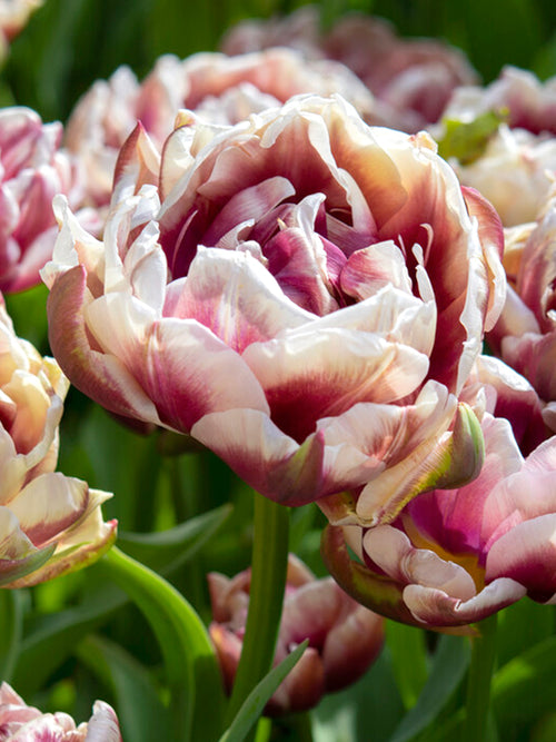 Tulip Bulbs | Wyndham | Unique Tulip Bulbs for Sale | DutchGrown