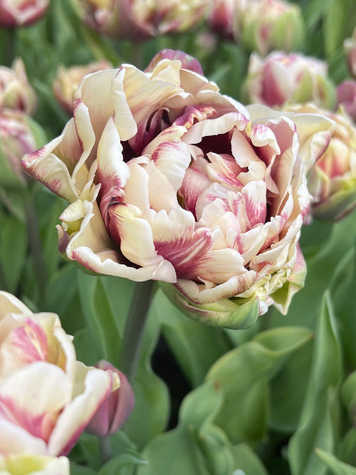 Tulip Bulbs | Wyndham | Unique Tulip Bulbs for Sale | DutchGrown