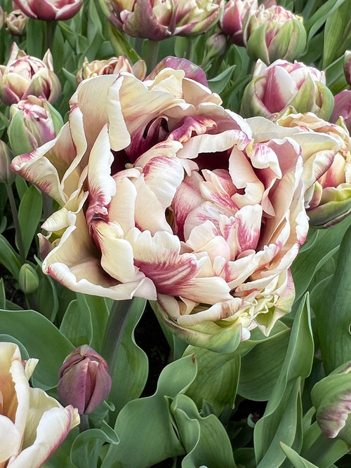 Tulip Wyndham