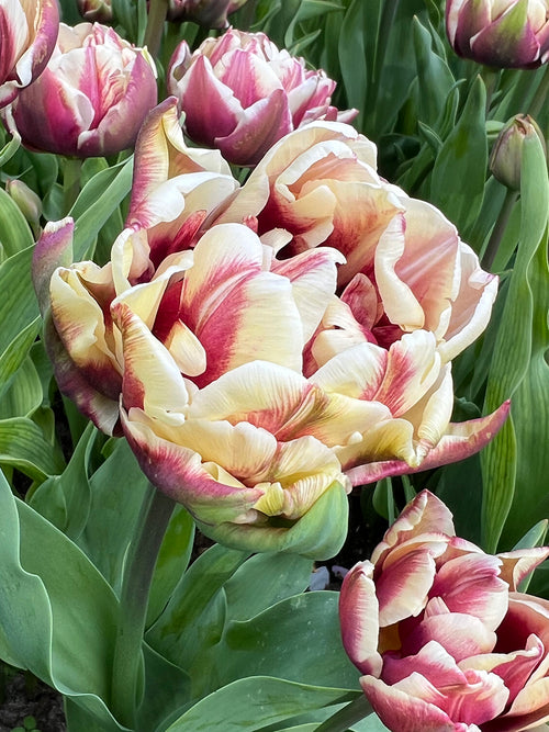 Tulip Wyndham