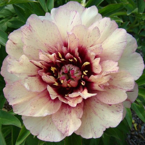 Peony All That Jazz