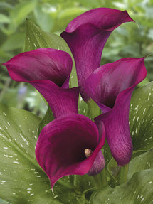 Calla Lily Captain Promise