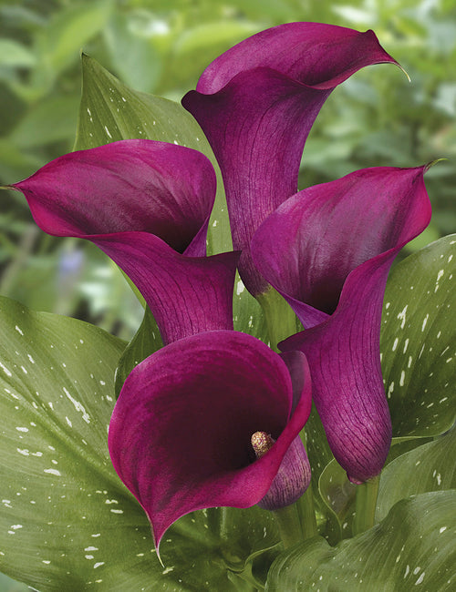 Calla Lily Captain Promise